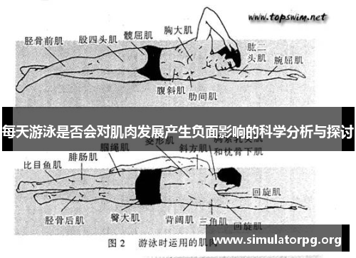 每天游泳是否会对肌肉发展产生负面影响的科学分析与探讨